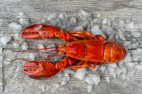 Cuadros en Lienzo raw red lobster on ice and gray wooded surface flat lay