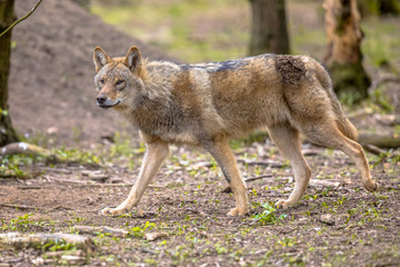 Poster - Wolf walking in european  forest habitat