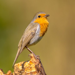 Canvas Print - Cute red robin singing song