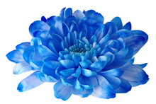 Beautifil Blue Flower With Petals And Heart On White Isolated Background. Pattern For The Designer.