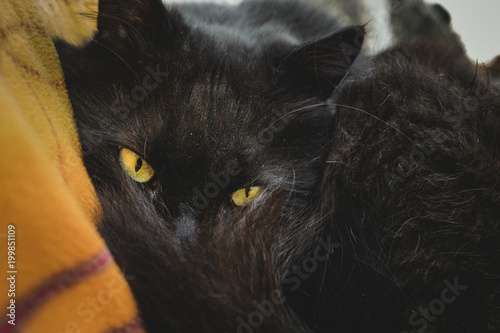 Chantilly Tiffany Cat Tomcat Before Sleep Looking Through His Tail To Camera Black Chantilly Cat With Nice Yellow Green Eyes Laying On The Blanket In Garden And Posing To Camera Buy