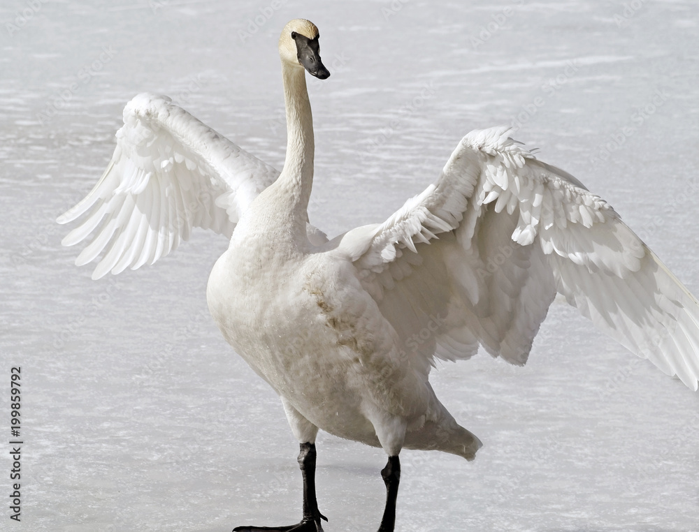 正規 Swan Trumpeter Wild standing its stretching pond frozen on 小物