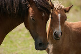 Fototapeta Konie - Mother and foal