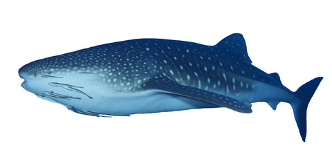 Poster - Whale Shark isolated. Whaleshark on white background