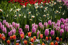 Rows Of Bulb Flowers Including Orange Tulips, Pink Hyacinths, White And Orange Daffodils, And Red Tulips In Amsterdam, Netherlands