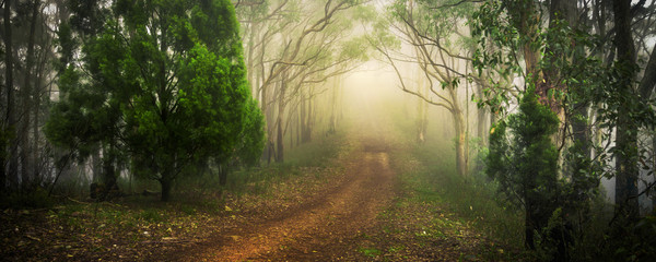 Plakat las spokojny australia