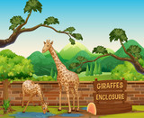 Two giraffes in the zoo
