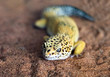 The shape and face of a leopard gecko in a natural atmosphere.