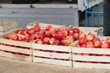 Boxes Of Big Red Apples For Sale