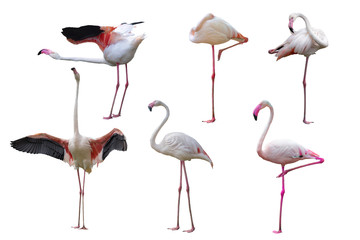 Wall Mural - Flamingo isolated on white background