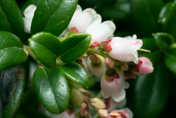 Sticker - Blossoming cowberry, Vaccinium vitis-idaea plant