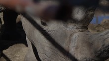 Rhino In Captivity Behind Bars Conservation