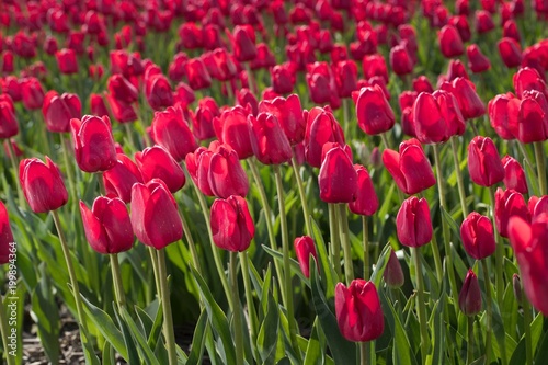 Plakat Pole kwitnienia tulipanów. Holandia. Wiosna