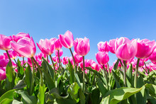 Pink Tulips Flowers With Blue Sky