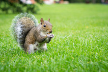 Curious Squirrel Starring At You/ At The Camera. Shot On The Grass Of A London Park.