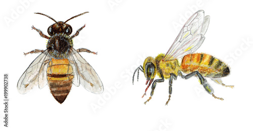 Photographie Hand painted illustration watercolor bee