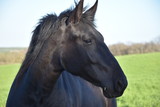 Fototapeta Konie - MURGESE HORSE. Italian equine breed of the Murge (Puglia, Italy), bred in the wild since the twentieth century in the old farms. Its origins date back to the era of Spanish domination. Close up