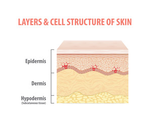 Wall Mural - Layers & cell structure of skin illustration vector on white background. Medical concept.