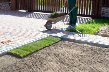 Wall Mural - Landscape Gardener Laying Turf For New Lawn