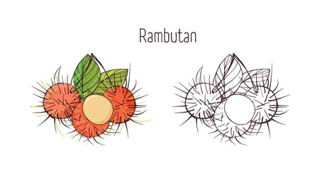 Wall Mural - Colorful and monochrome contour drawings of peeled and unpeeled rambutan isolated on white background. Set of tasty ripe exotic fruit, tropical vegan food product. Realistic vector illustration.