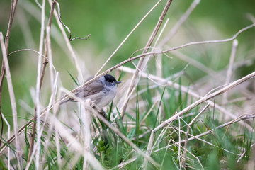 Wall Mural - An Eurasian blackcap