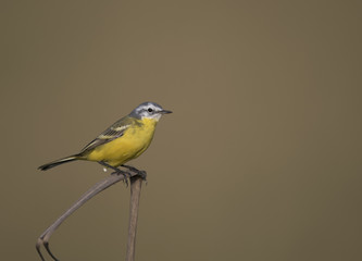 Wall Mural - Yellow Wagtail with plain backdrop