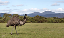 Emu Walks On The Grass In Wilson's Promontory