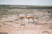 Impala Namibia