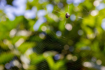 spider net on the green background