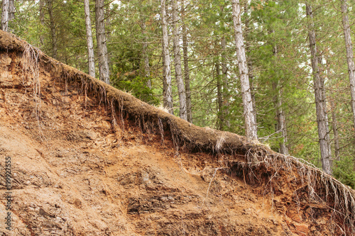 Fotografía Tree Roots Exposed Due to Soil Erosion