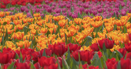 Wall Mural - Fresh tulips garden