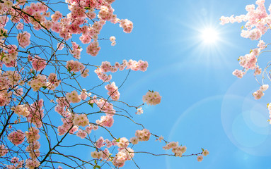 Fotomurales - Glückwunsch, alles Liebe: Zarte, duftende, verträumte Kirschblüten vor blauem Frühlingshimmel :)