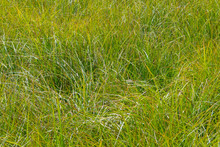Close Up Of Grassy Marsh