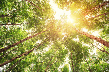 Wall Mural - Forest and sunlight effect.