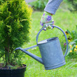 Planting plants step by step / ornamental shrub - watering before planting