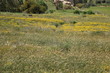 Meadow with spring flowers in Malta
