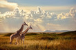 Group of giraffes in the Serengeti National Park. Sunset background. Sky with rays of light in the African savannah. Beautiful african cloudscape.