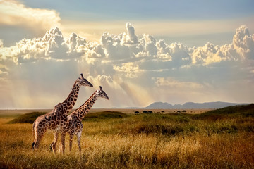 group of giraffes in the serengeti national park. sunset background. sky with rays of light in the a