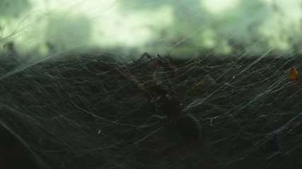 Wall Mural - Close up of a spider feeding off a fly caught on its web