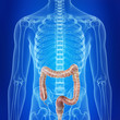 medically accurate illustration of the human colon