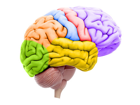 medically accurate illustration of the brain sections