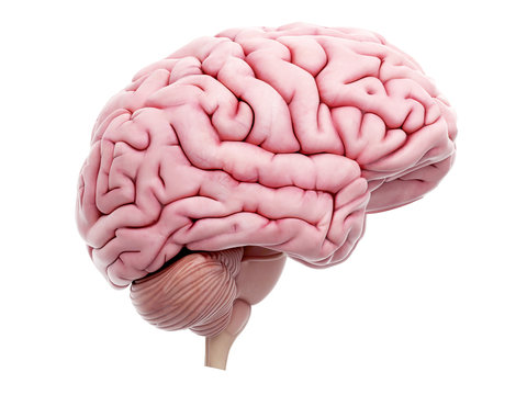 medically accurate illustration of the human brain