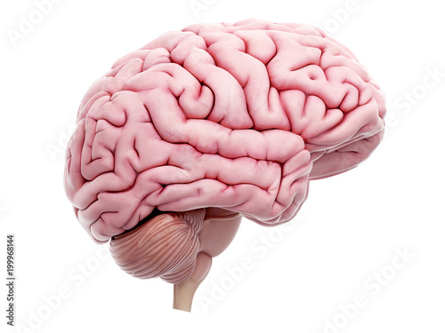 medically accurate illustration of the human brain © SciePro
