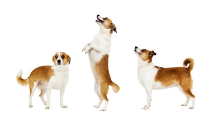 dog standing on its hind legs