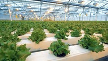 Slow Motion Footage Of Small Lettuce Bushes In A Greenhouse. Modern Farming: Growing Cucumbers In An Automated Greenhouse. Industrial Vegetable Production: Modern Eco-production With Drip Irrigation