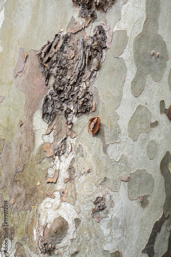 Fotografia, Obraz Bark and trunk of a London plane tree,