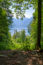 Königssee Lake  View From Forest Pathway