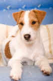 Fototapeta Zwierzęta - Parson Russel Terrier liegt auf einem Sessel