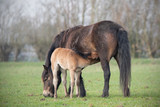 Fototapeta Konie - Exmoor Pony with foil