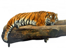 Siberian Tiger (Panthera Tigris Tigris), Also Called Amur Tiger, Sleeps On Tree